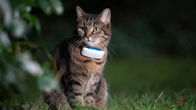 How to Choose the Best Cat Collar Camera?